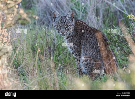 bobcat san francisco bay area